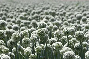 Onion: Onions