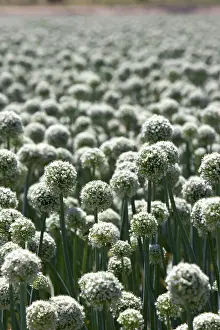 Onion: Onions