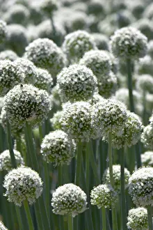 Onion: Onions