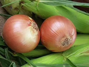Onion: Onions
