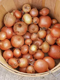 Onion: Onions