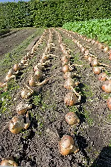 Onions: Onions drying on soil