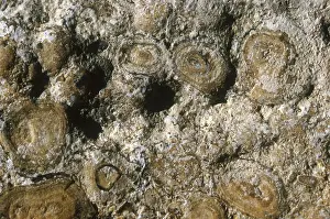 Sedimentology: Oolitic Limestone
