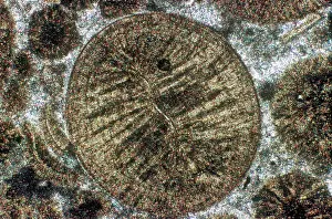 Dolomite: Oolitic Limestone