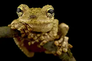 Treefrog: Oophagous slender-legged treefrog (Osteocephalus