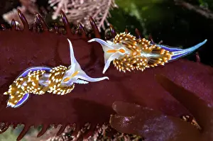 Crawl: Opalescent Nudibranch, Hermissenda crassicornis