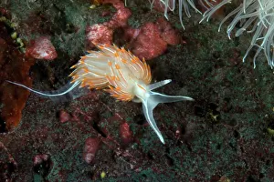 Chromodorididae: Opalescent nudibranch Hermissenda crassicornis Vancouver Isl