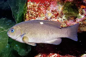 Nigricans: OPALEYE Fish