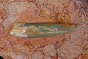 Opals: Opalized Belemnite Fossil (Neohilobites sp)