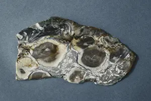 Petrified: Opalized Wood