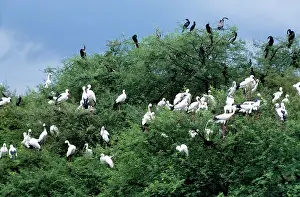 Maureen Brown: Open-Bill Stork - group in tree