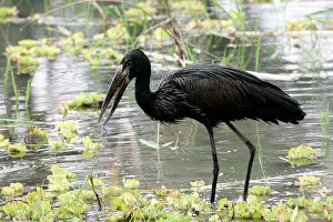 Lamelligerus: Open-billed Stork
