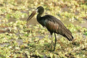 Lamelligerus: Open-billed Stork
