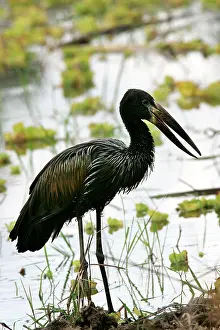 Lamelligerus: Open-billed Stork