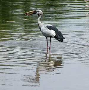 Anastomus: Open billed stork - Standing in water