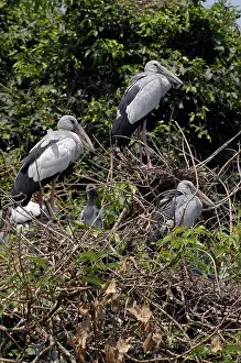 Anastomus: Open billed stork - In trees