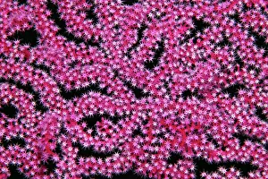 Polyps: Open coral polyps on Mopsella sea fan (Mopsella)