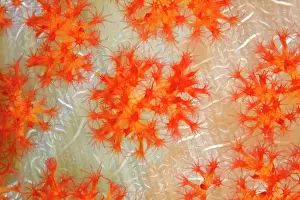 Polyps: Open coral polyps on the trunk of a soft coral (Dendronephth