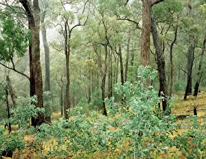 Gums: Open Eucalypt forest Victoria