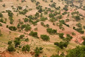 Argan: Open grazed degraded forest of the rare Argan tree