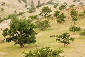 Argan: Open grazed degraded forest of the rare Argan tree