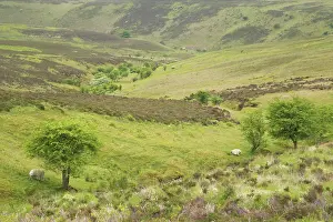 Exmoor: Open High Moorland