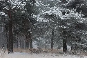 Kamerven: Open pine forest with snow, The Netherlands, Noord-Brabant