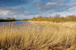 Ornithological: Open water with reed-beds at the Marquenterre Ornithological