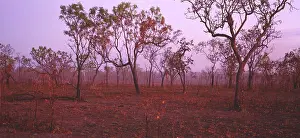 Kakadu: Open woodland forest, late in dry season.Kakadu