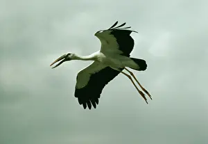 Anastomus: Openbill STORK - in flight