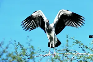 Maureen Brown: Openbill Stork - young