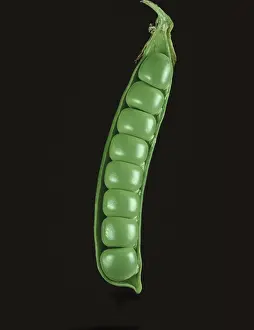 Peas: Opened pea pod showing tightly packed peas