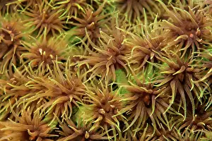 Opened: Opened polyps, polyp, black sun coral (Tubastraea