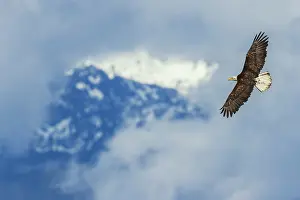 Ken Archer: Opening through the clouds, bald eagle flying, Washington