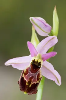 Exaltata: Ophrys exaltata montis-leonis