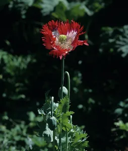 Addictive: Opium poppy