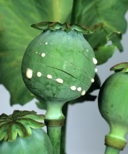 Papaver: Opium poppy