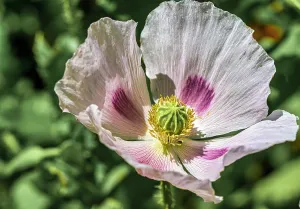 Poppy: Opium poppy