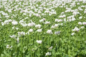Capsules: Opium poppy - blooms and seed capsules on a field