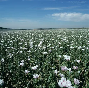 Heroine: Opium poppy crop in flower