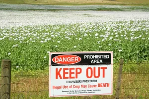 Fenced: Opium poppy - fenced-in field of blooming opium