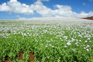Stretches: Opium poppy - a field of blooming opium poppies