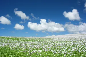 Stretches: Opium poppy - a field of blooming opium poppies