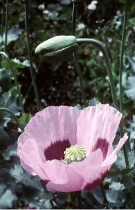 Opium: OPIUM POPPY - flower close-up