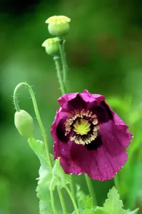 Widely: Opium Poppy - flowers in mid summer and followed