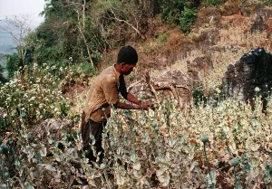Drugs: Opium POPPY - Meo farmer cutting Opium pods in field