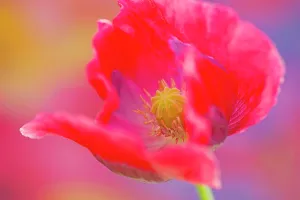Somniferum: Opium poppy, Papaver somniferum, close up showing the stamen