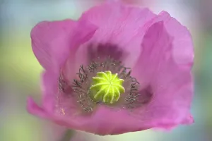 Somniferum: Opium poppy, Papaver somniferum, close up showing the stamen