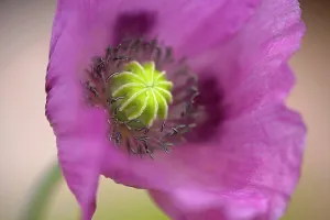 Somniferum: Opium poppy, Papaver somniferum, close up showing the stamen