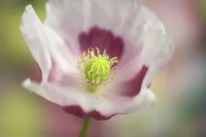 Somniferum: Opium poppy, Papaver somniferum, close up showing the stamen